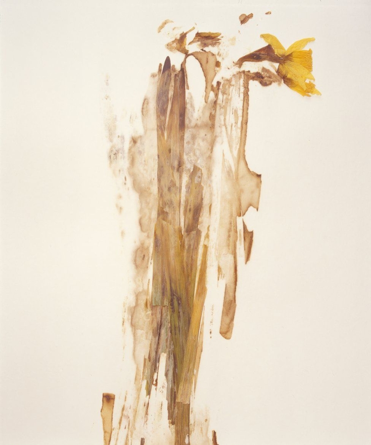 Andrzej Zygmuntowicz - Zmienne wiatry (Kwiat paproci, 2002)